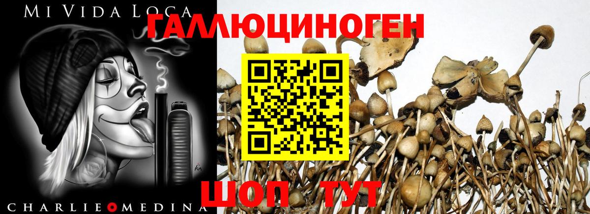Кстово  Псилоцибиновые грибы Psilocybe  Псилоцибиновые грибы GOLDEN TEACHER  Вход с VPN 
